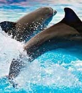 Dubai Dolphinarium From Abu Dhabi
