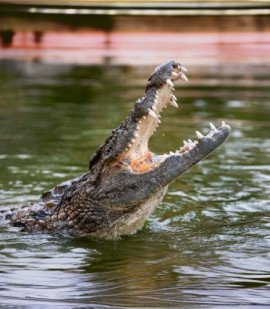 Dubai Crocodile Park